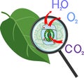 Scheme of plant transpiration and stomatal complex of green leaf under magnifying glass